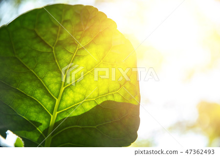 Closeup green leaf with sunlight for bio science 47362493