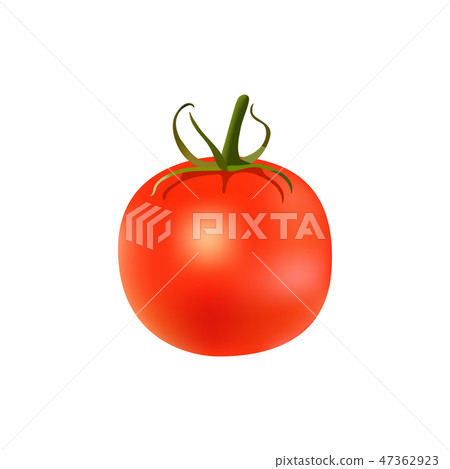 Ripe red tomato with green stem isolated on white - Stock Illustration ...