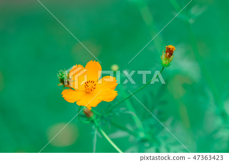 most beautiful Yellow Cosmos small garden yellow most beautiful Yellow Cosmos small garden yellow 47363423