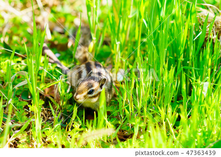 Risu Monogatari Risu Monogatari 47363439