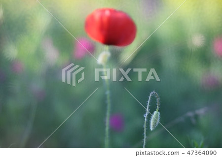 poppy field with flowers and fragrant herbs poppy field with flowers and fragrant herbs 47364090