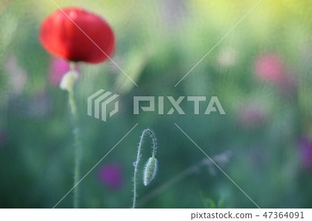 poppy field with flowers and fragrant herbs poppy field with flowers and fragrant herbs 47364091