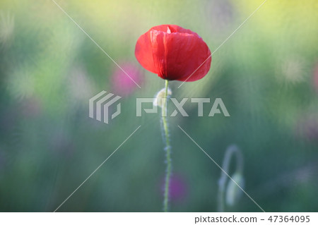 poppy field with flowers and fragrant herbs 47364095