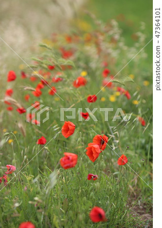 poppy field with flowers and fragrant herbs 47364101