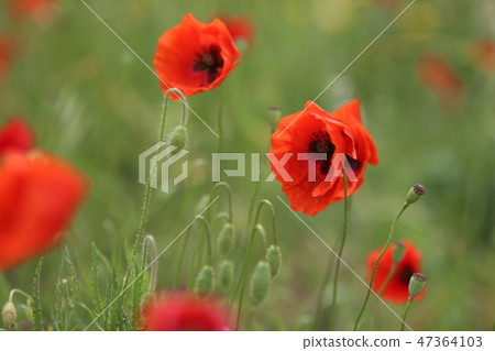 poppy field with flowers and fragrant herbs poppy field with flowers and fragrant herbs 47364103