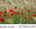 poppy field with flowers and fragrant herbs 47364109