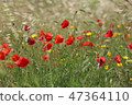 poppy field with flowers and fragrant herbs 47364110