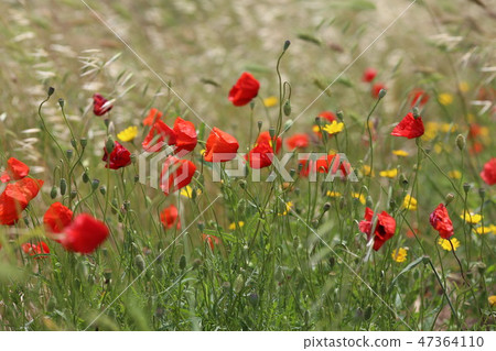 poppy field with flowers and fragrant herbs poppy field with flowers and fragrant herbs 47364110