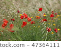 poppy field with flowers and fragrant herbs 47364111