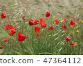 poppy field with flowers and fragrant herbs 47364112
