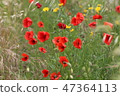 poppy field with flowers and fragrant herbs 47364113