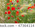 poppy field with flowers and fragrant herbs 47364114