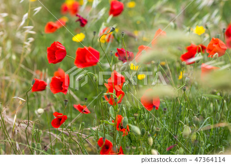poppy field with flowers and fragrant herbs poppy field with flowers and fragrant herbs 47364114
