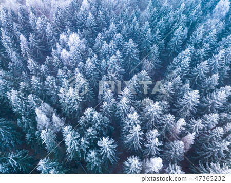 Winter forest with frosty trees, aerial view. Lithuania 47365232