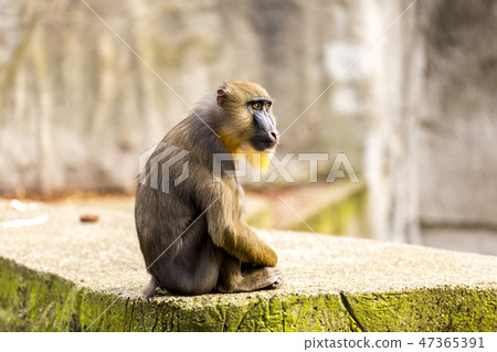 A mandril monkey in the Amsterdam Artis zoo. A mandril monkey in the Amsterdam Artis zoo. 47365391