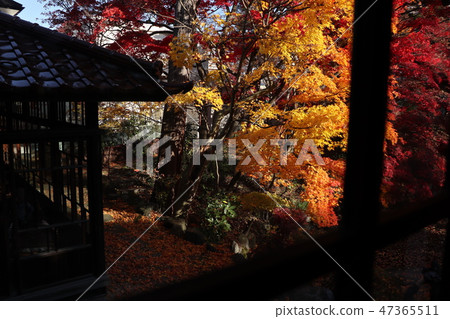 Mincho Choso的秋天 47365511