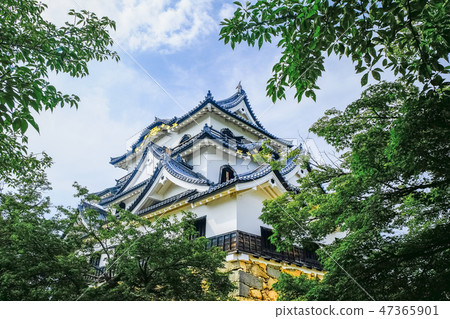 Fresh green and Hikone castle 1 47365901