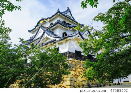 Fresh green and Hikone Castle 2 Fresh green and Hikone Castle 2 47365902