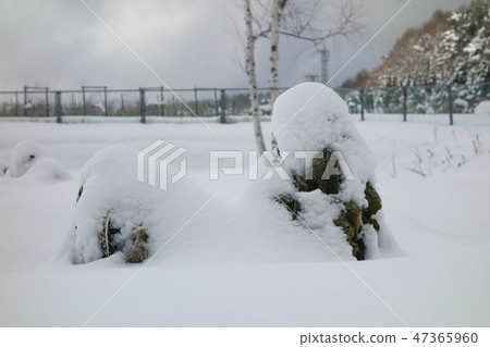 Snow vegetables Snow vegetables 47365960