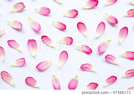 Lotus petals on white 47366171