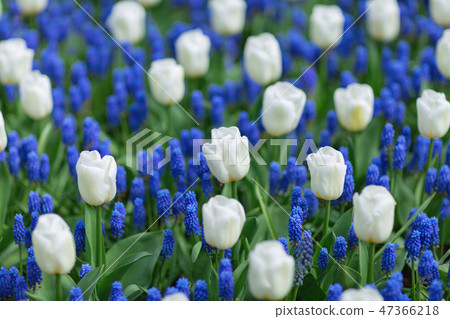 White tulips and blue muscari hyacinths 47366218