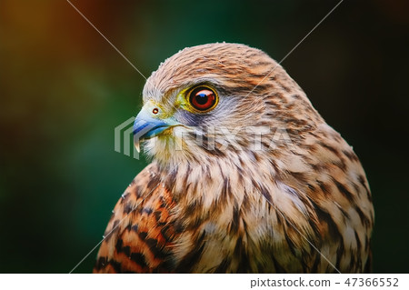 Common Kestrel (Falco Tinnunculus) 47366552