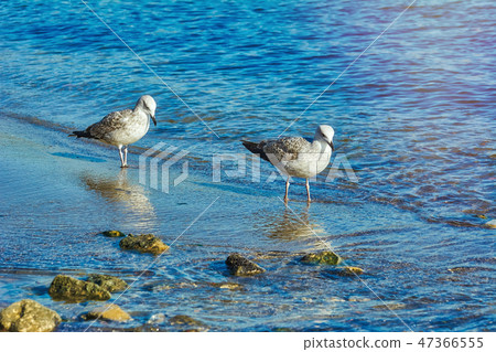 Subadult European Herring Gulls 47366555