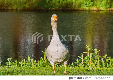 Grey Goose on the Grass Grey Goose on the Grass 47366666