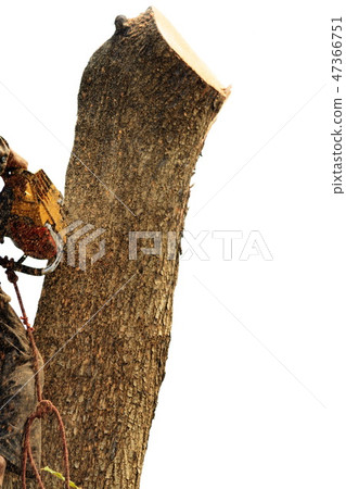 People are cutting down trees. 47366751