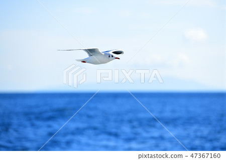 橫跨伊豆春天海的海鷗飛行 橫跨伊豆春天海的海鷗飛行 47367160