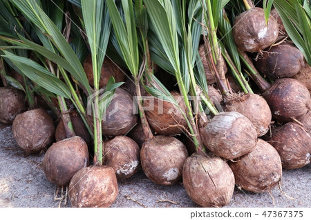 sprout of coconut tree sprout of coconut tree 47367375