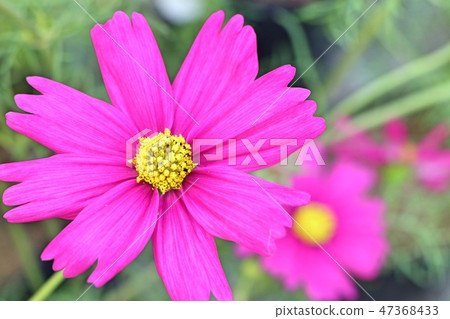 Cosmos flower in tropical Cosmos flower in tropical 47368433