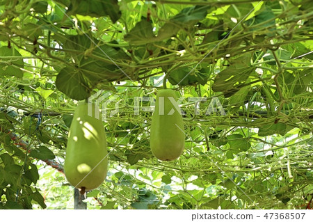 winter melon in farm winter melon in farm 47368507