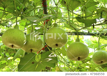Calabash bottle gourds on a vine 47368550