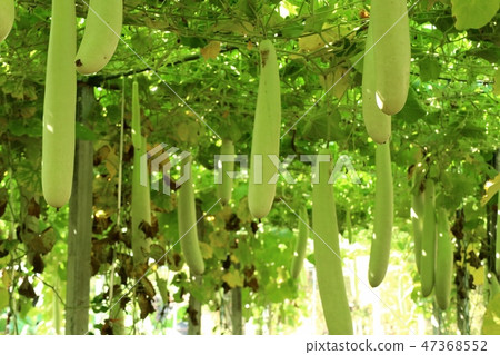 winter melon in farm winter melon in farm 47368552