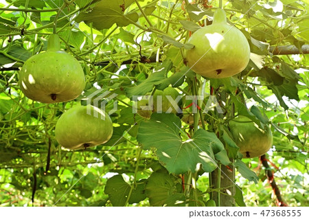 Calabash bottle gourds on a vine 47368555