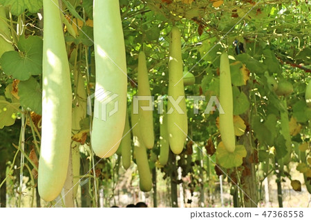 winter melon in farm winter melon in farm 47368558