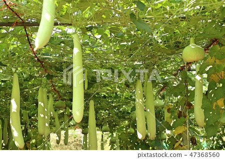 winter melon in farm 47368560