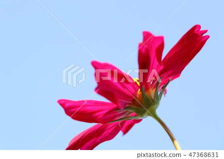 Cosmos flower in tropical Cosmos flower in tropical 47368631