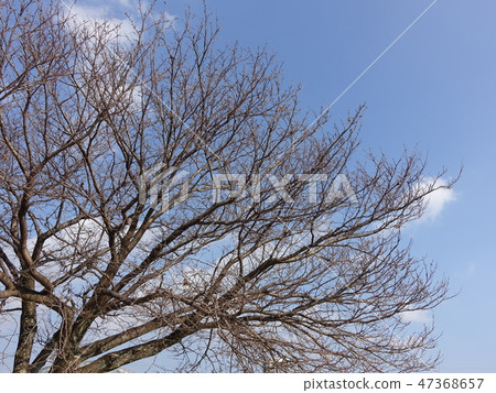 Winter image (dead tree) 47368657