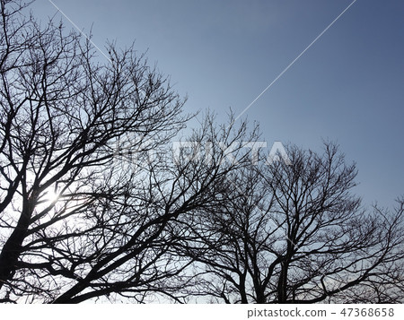 Winter image (dead tree) 47368658