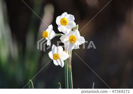 水仙花花 47369272
