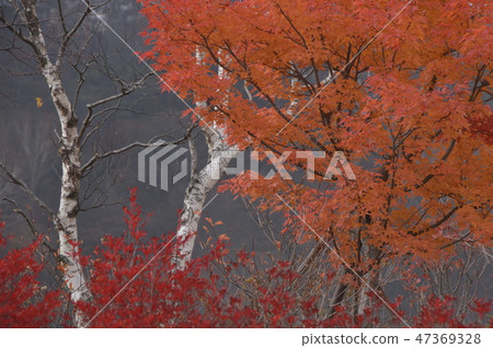 赤城高原亮點 赤城高原亮點 47369328
