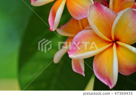Plumeria Plumeria 47369435