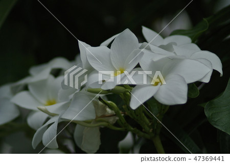 雞蛋花 雞蛋花 47369441