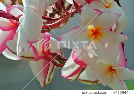 Plumeria Plumeria 47369444