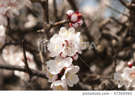Plum blossom Plum blossom 47369560