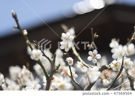 Plum blossom  47369564
