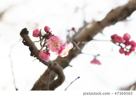 Plum blossom  47369565