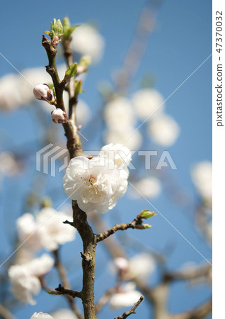 Cherry Blossom Cherry Blossom 47370032